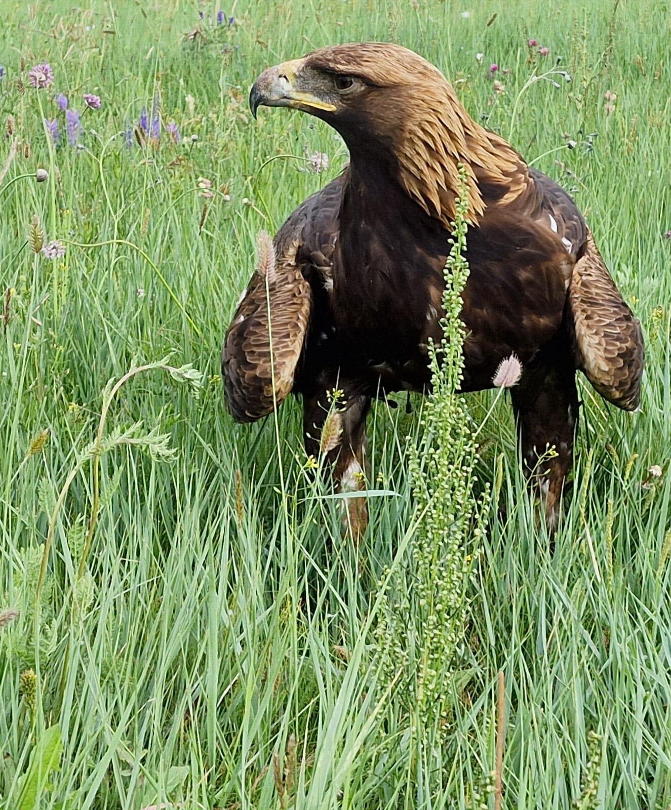 Images Trn 1 Abda953a 0efd 4033 818f 37ad13cda4ad 99 Image