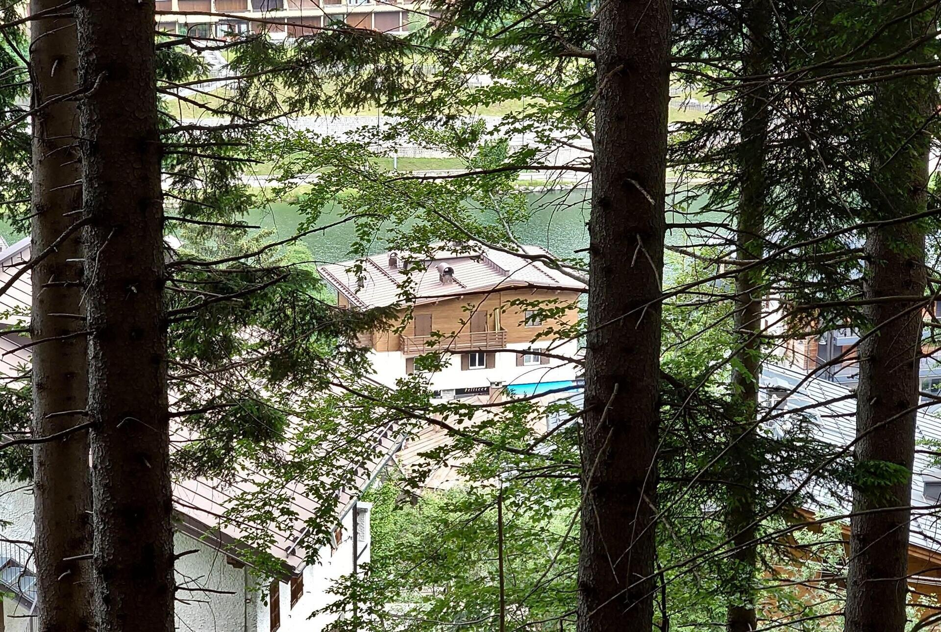 View from the forest