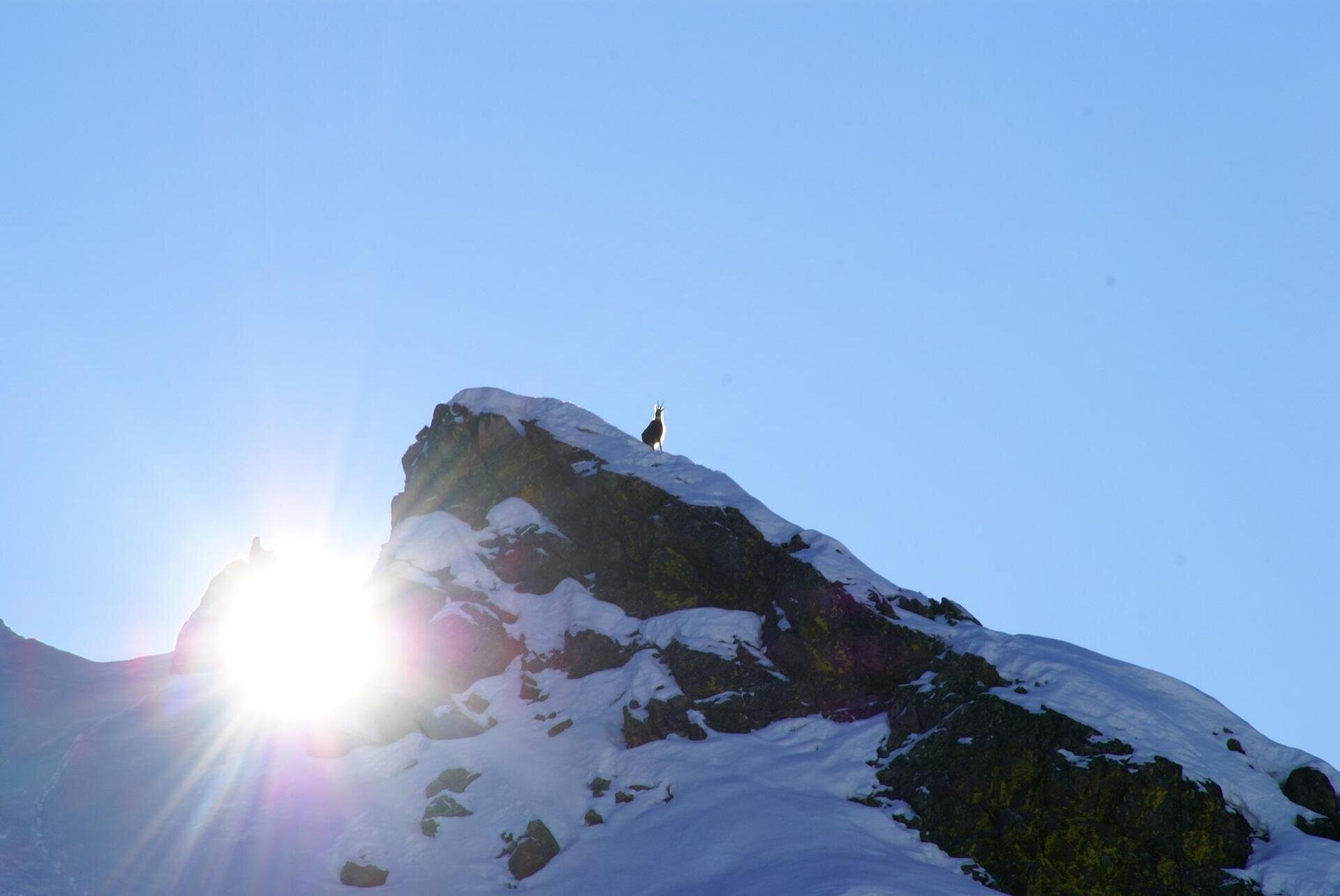 camoscio in controluce.piccolajpg