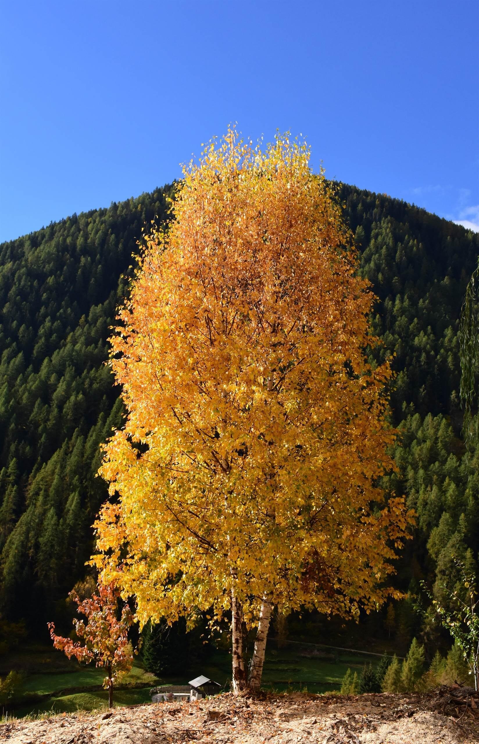 Residence Bonetti - Betulle in autunno Rabbi