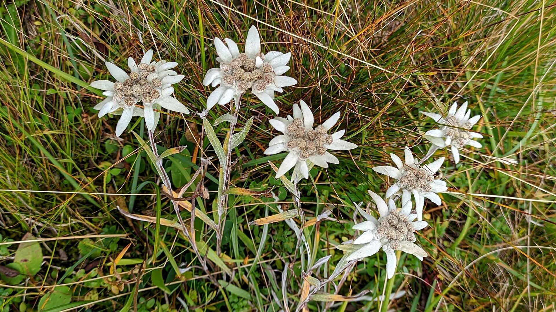 Stelle alpine